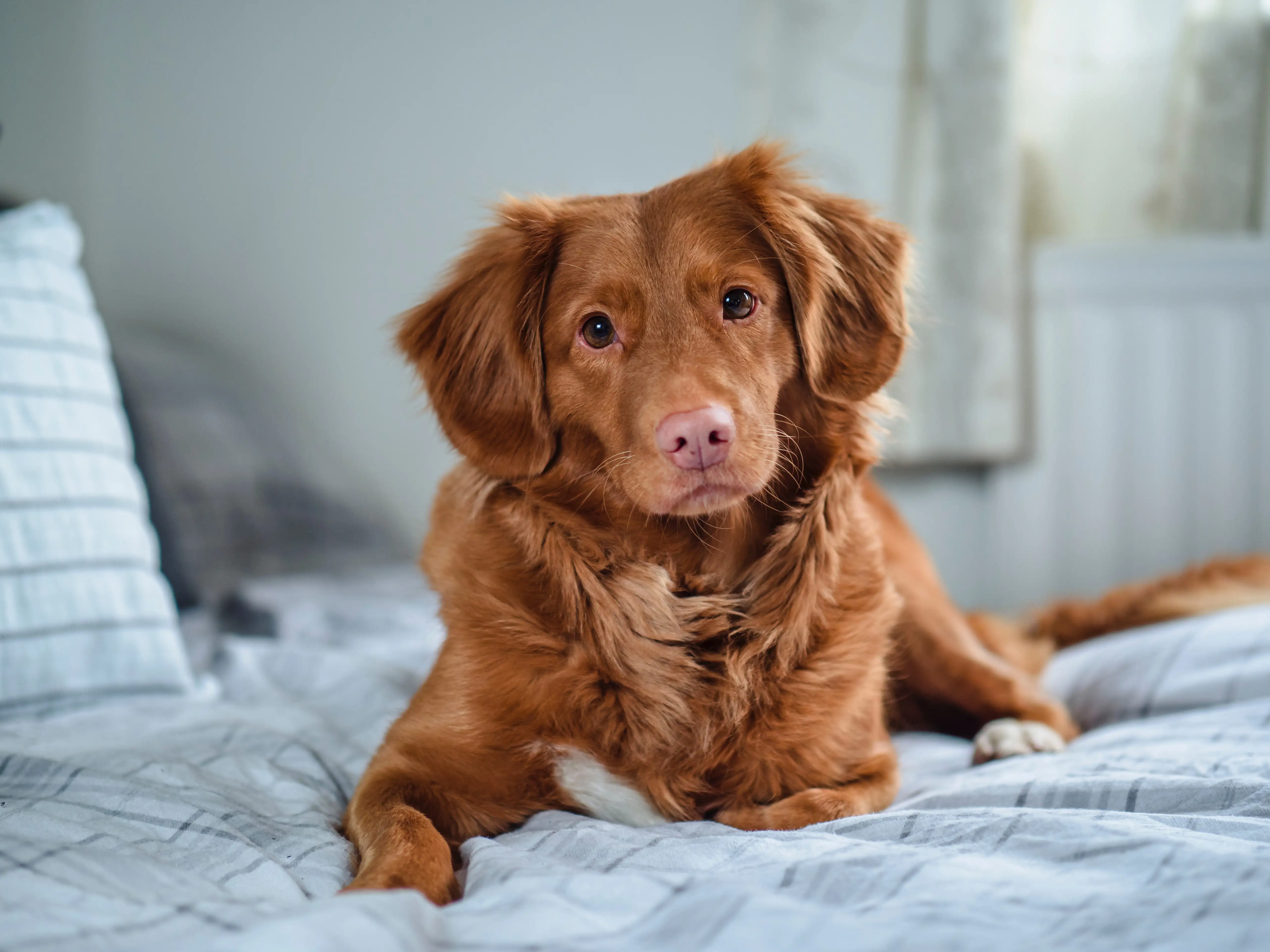 Ta med ditt husdjur och bo i våra välkomnande sjöstugor 2 och 3